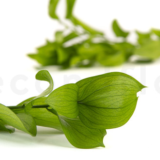 Ruscus Garden Stabilized - 3 Units - Light Green