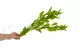 Ruscus Garden stabilizzato (x3) 4