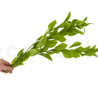 Preserved Ruscus Garden (x3)