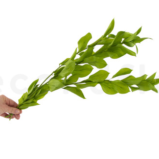 Ruscus Garden Stabilized - 3 Units - Light Green