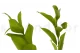 Preserved Ruscus Garden (x3) 5