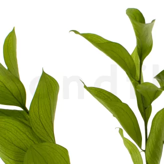 Ruscus Garden preservado (x3)