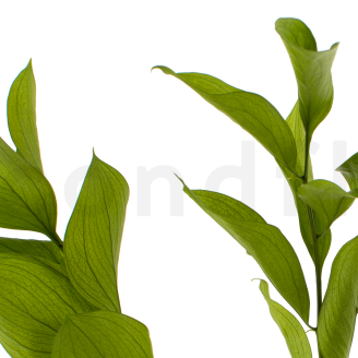 Ruscus Garden stabilizzato - 3 unit&agrave; - Verde chiaro