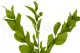 Ruscus Garden preservado (x3) 2