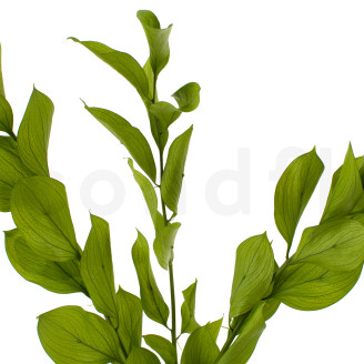 Ruscus Garden Stabilized - 3 Units - Light Green
