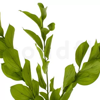 Ruscus Garden stabilizzato (x3)