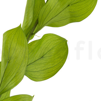 Ruscus Garden Stabilized - 3 Units - Light Green