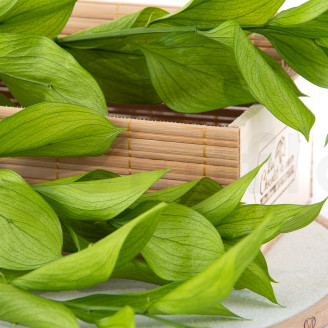 Ruscus Garden Stabilisé - 3 Unités - Vert Clair