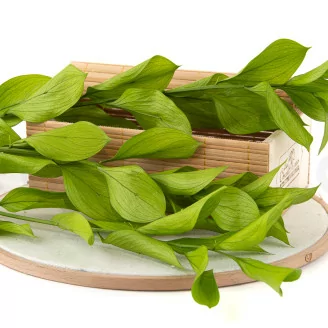 Preserved Ruscus Garden (x3)