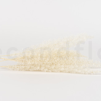 Foxtail Preserved - White