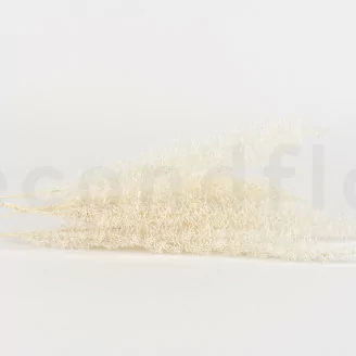 Foxtail stabilis&eacute; Blanc