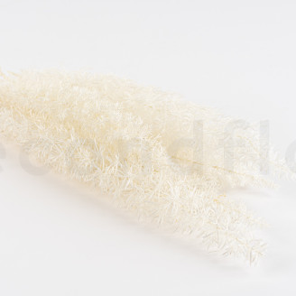 Foxtail Preserved - White