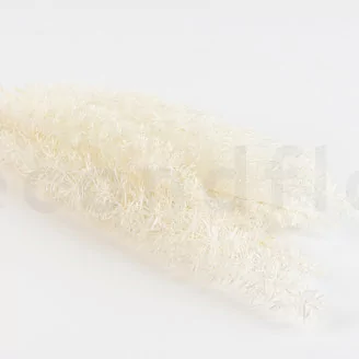 Konserviertes Foxtail Wei&szlig;