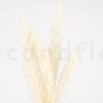 Foxtail Preserved - White