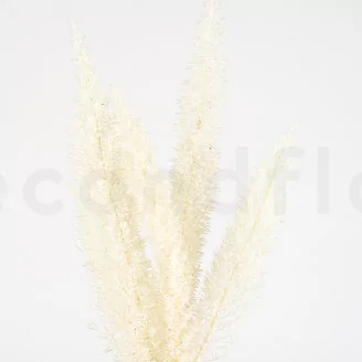 Preserved Foxtail White