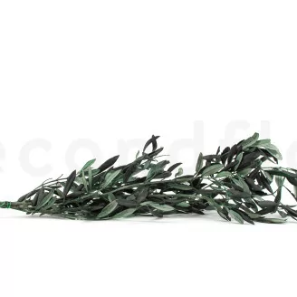 Branche d'Olivier stabilis&eacute;e