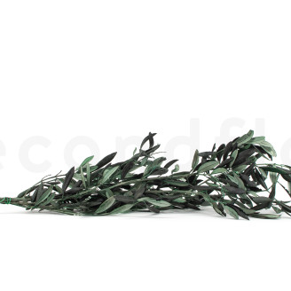 Preserved Olive Branch - Bouquet - Green