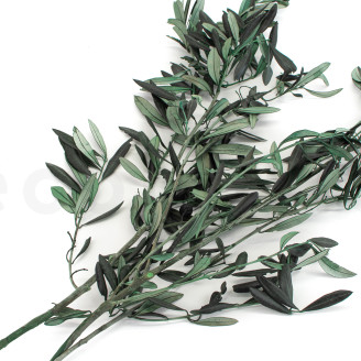 Rama de olivo preservada - Ramo - Verde