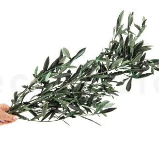 Preserved Olive Branch