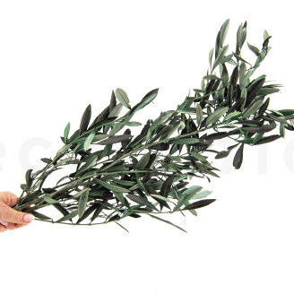 Rama de olivo preservada - Ramo - Verde
