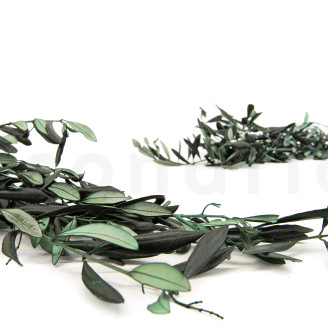 Preserved Olive Branch - Bouquet - Green
