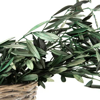 Preserved Olive Branch