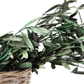 Rama de olivo preservada - Ramo - Verde