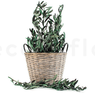 Branche d'Olivier stabilisée - Bouquet - Vert