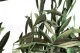 Preserved Olive Branch 4