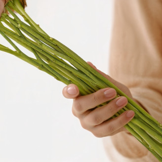 Tallo de flor preservado - 10 tallos - Verde
