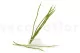 Preserved Flower Stem (x10) 2