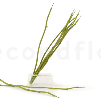 Flower stem stabilized - 10 Stems - Green