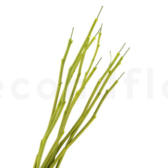 Stelo di fiore stabilizzato - 10 Steli - Verde