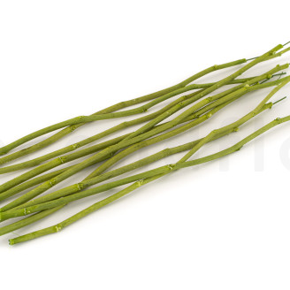 Stelo di fiore stabilizzato - 10 Steli - Verde