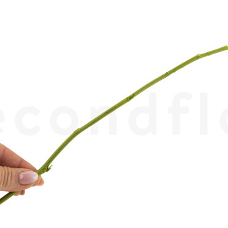 Tallo de flor preservado - 10 tallos - Verde