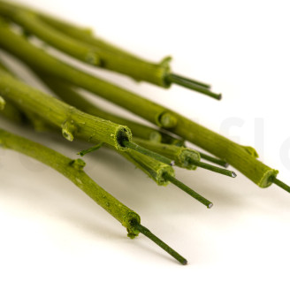 Tallo de flor preservado - 10 tallos - Verde