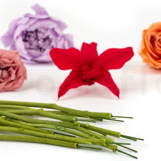 Flower stem stabilized - 10 Stems - Green