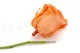 Preserved Flower Stem (x10) 8