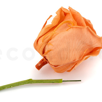 Tallo de flor preservado - 10 tallos - Verde