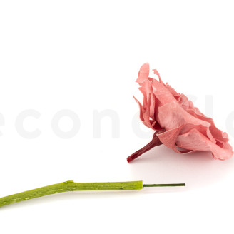 Flower stem stabilized - 10 Stems - Green