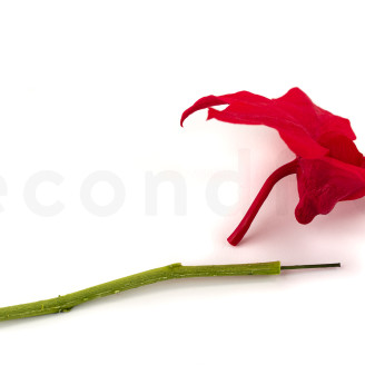 Flower stem stabilized - 10 Stems - Green