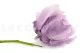 Preserved Flower Stem (x10) 11