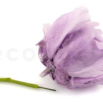 Tallo de flor preservado - 10 tallos - Verde