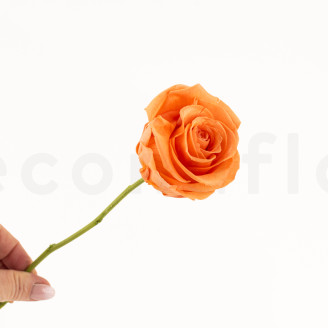 Flower stem stabilized - 10 Stems - Green