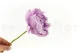 Stelo di fiore stabilizzato (x10) 14