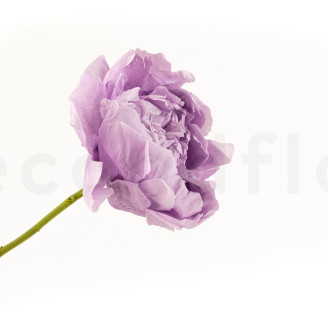 Flower stem stabilized - 10 Stems - Green