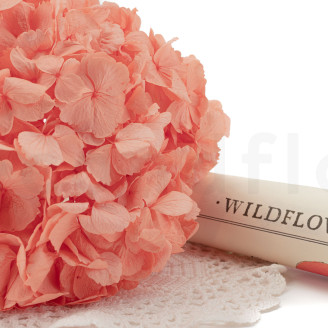 Hortensia preservado - Coral Orange