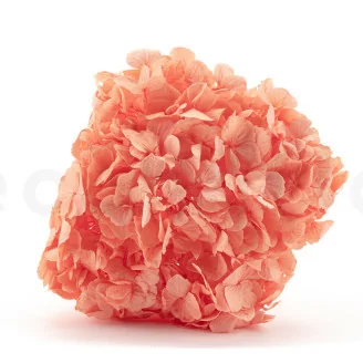 Hortensia stabilis&eacute; Corail
