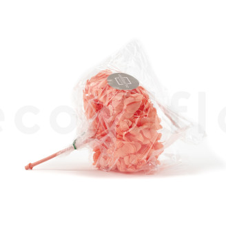 Hortensia preservado - Coral Orange