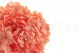 Hortensia stabilis&eacute; Corail 5